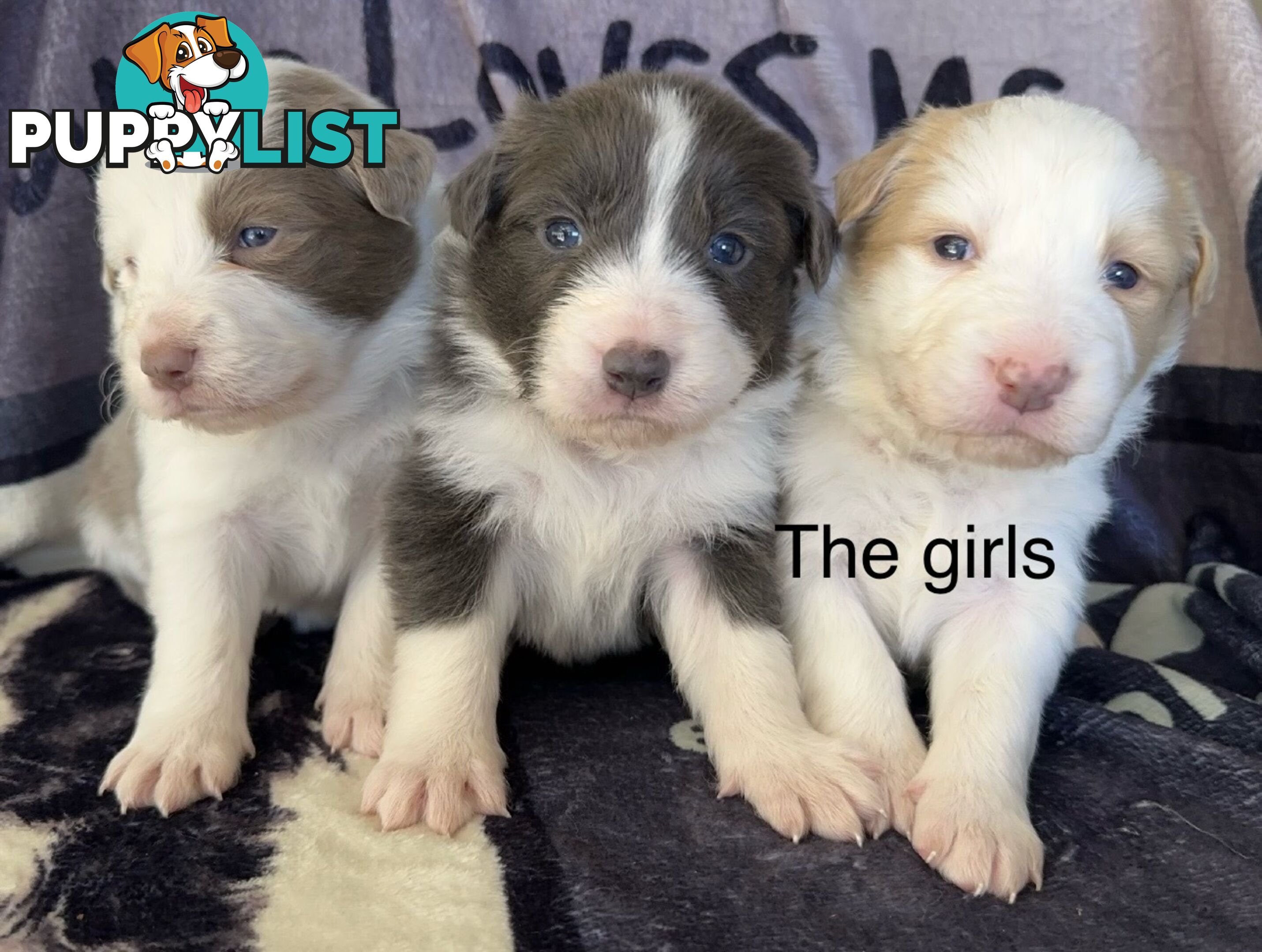 Border Collie Puppies