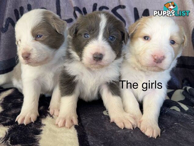 Border Collie Puppies