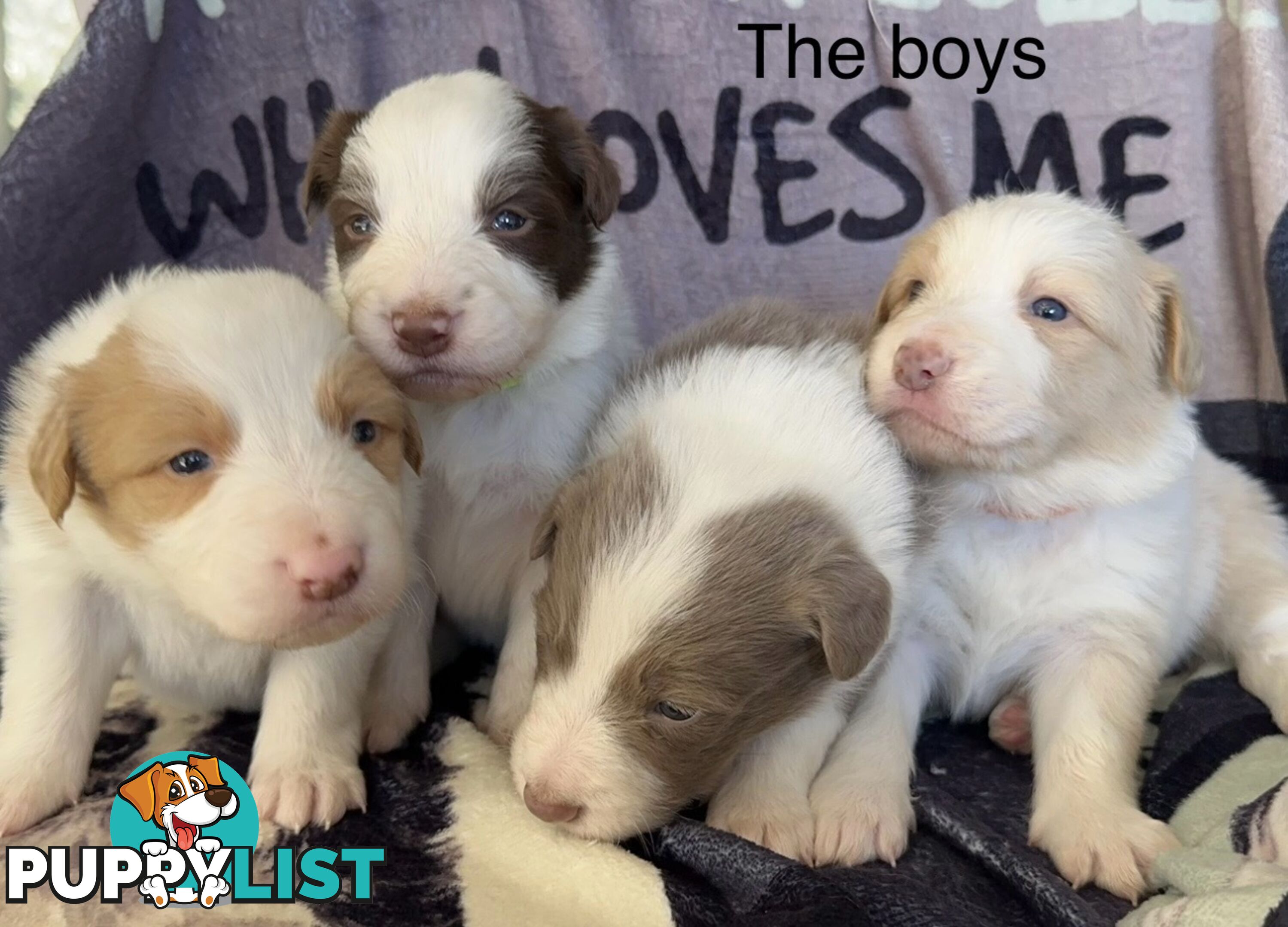 Border Collie Puppies