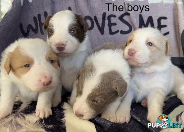 Border Collie Puppies