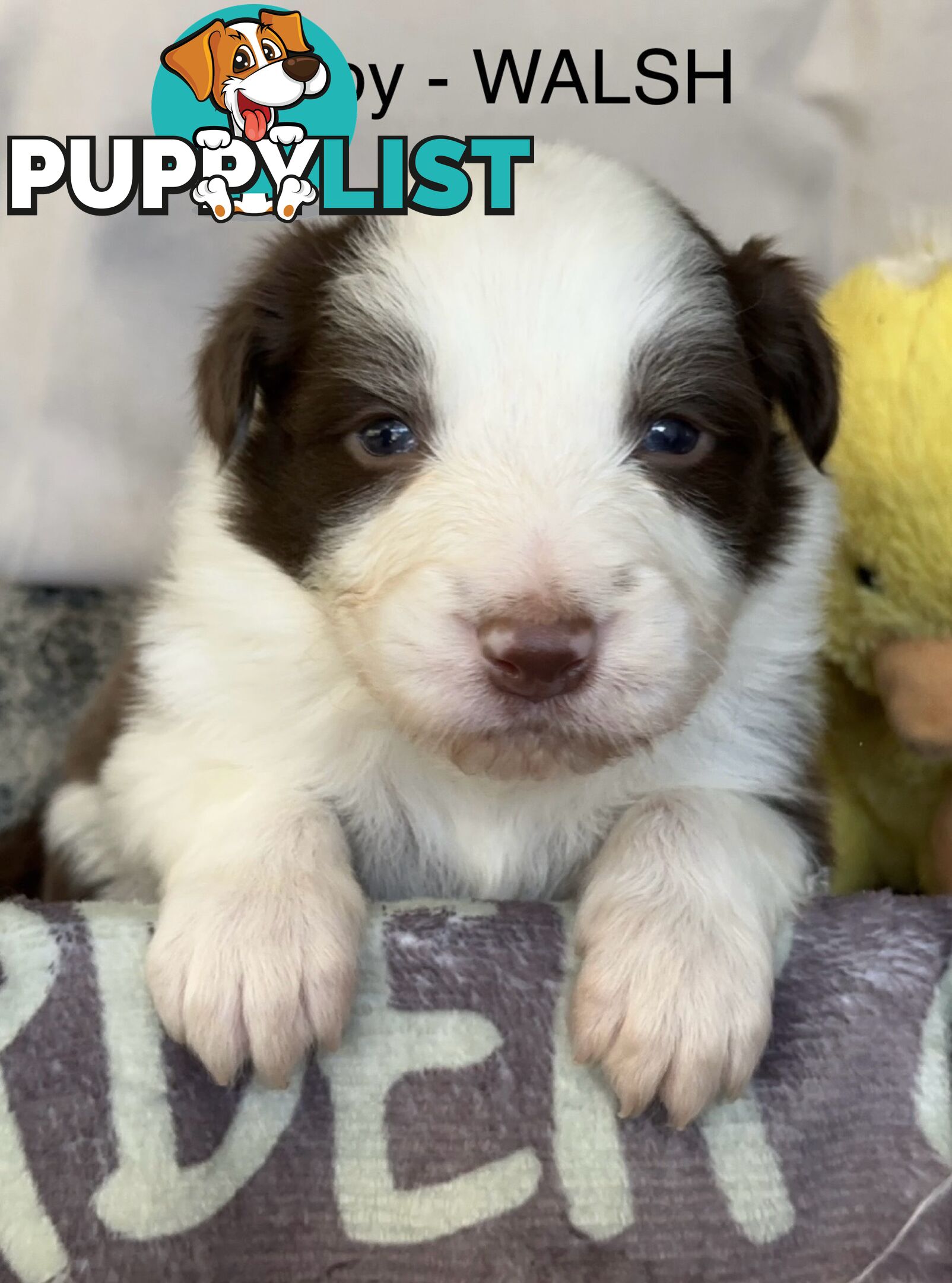 Border Collie Puppies