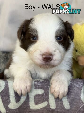 Border Collie Puppies