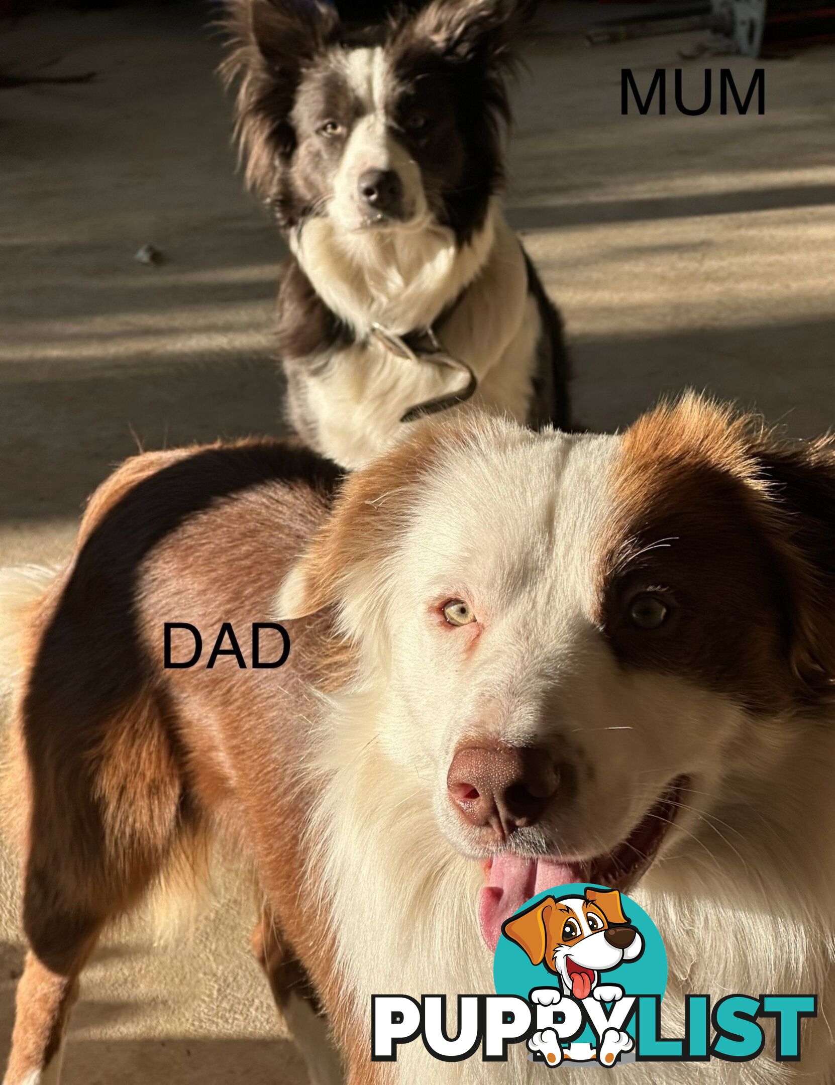 Border Collie Puppies