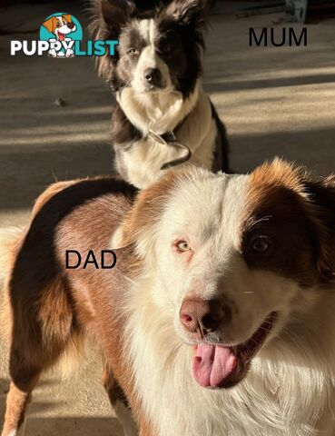 Border Collie Puppies