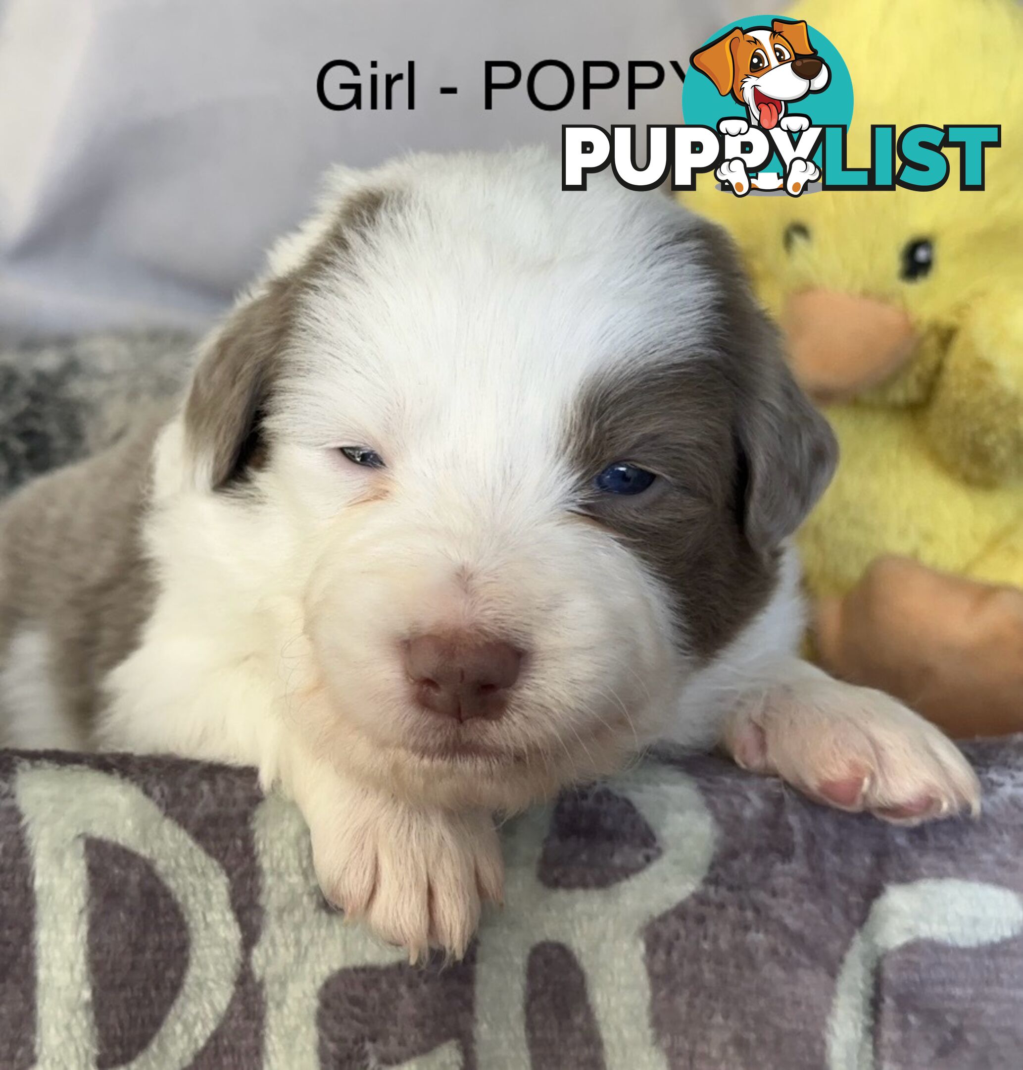 Border Collie Puppies