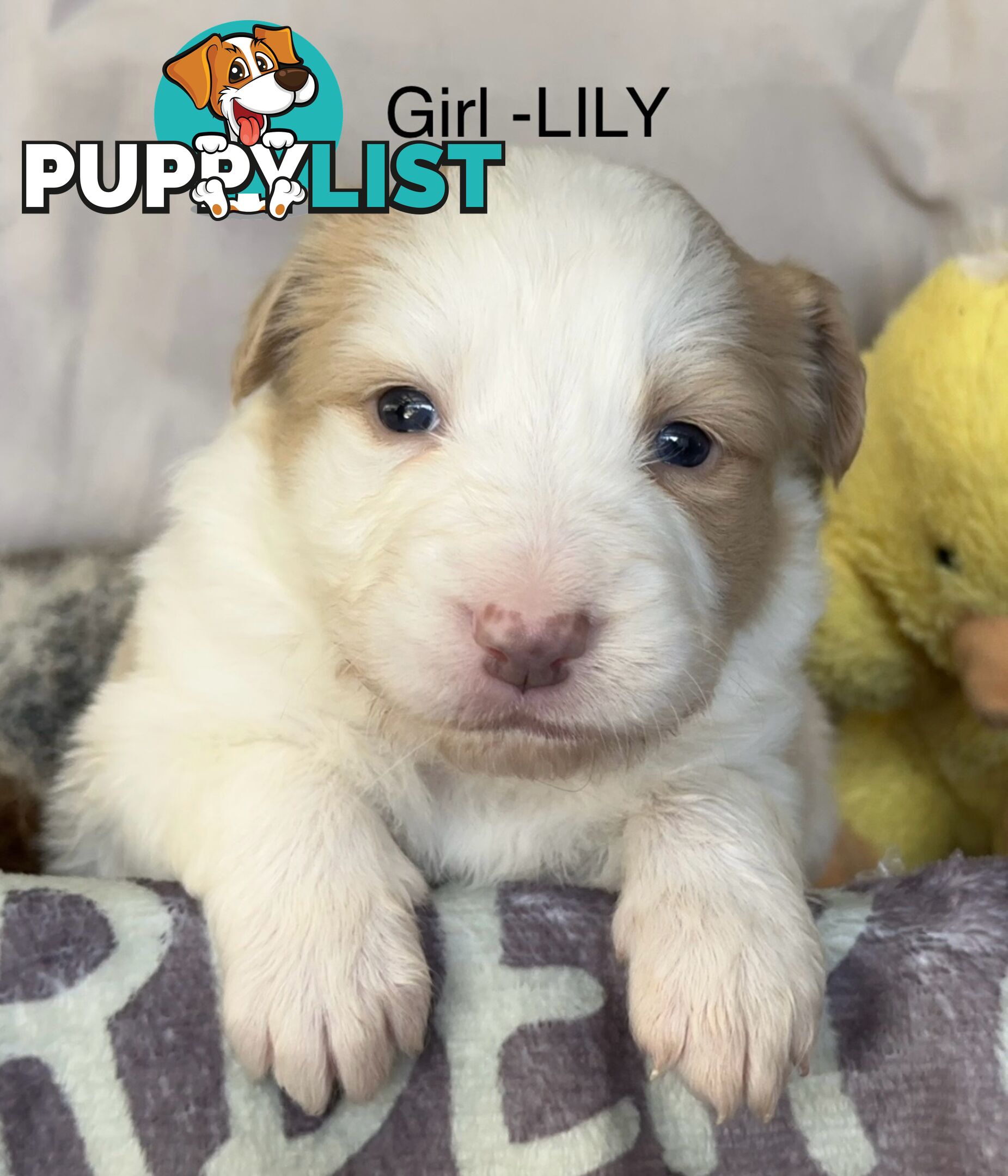 Border Collie Puppies