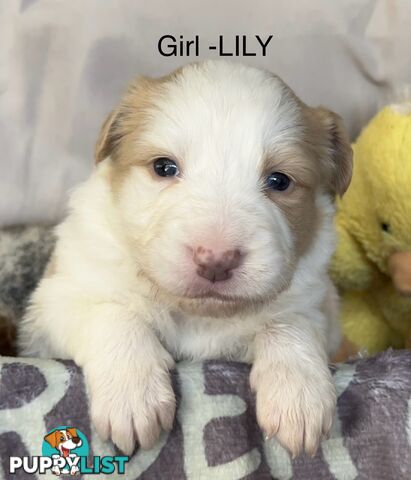 Border Collie Puppies