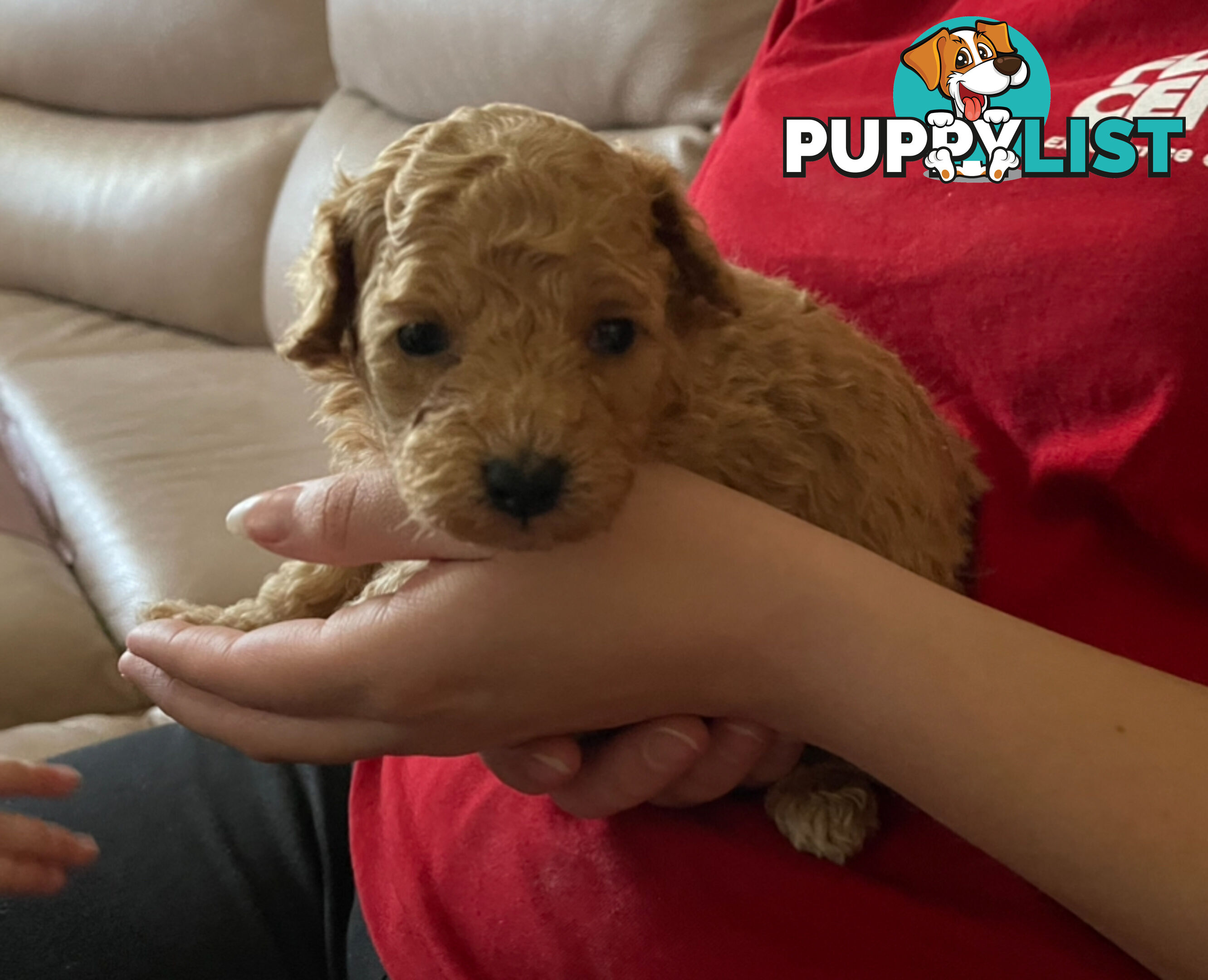 Purebred toy poodle puppies