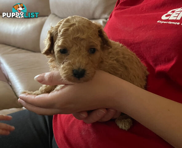 Purebred toy poodle puppies