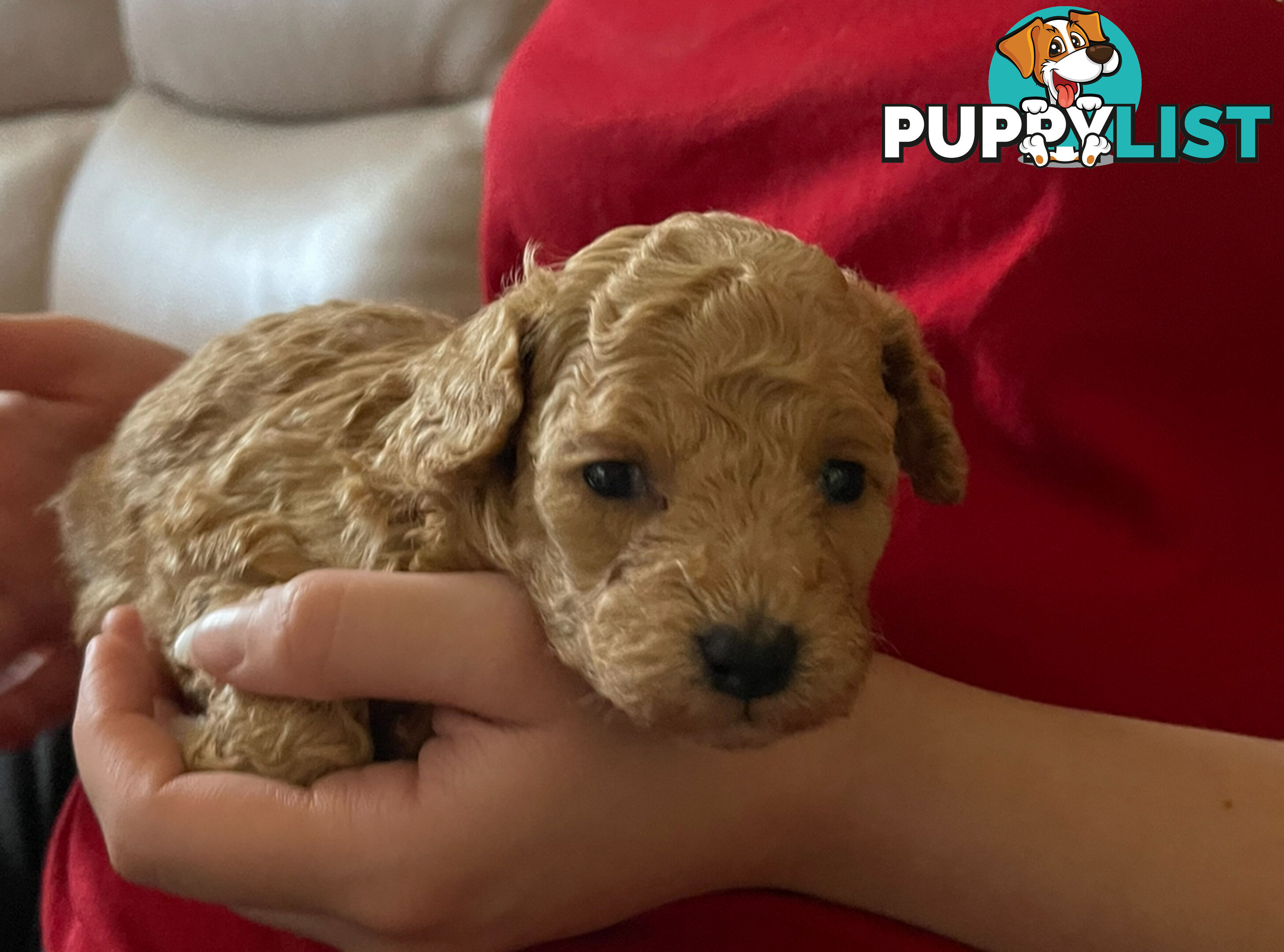 Purebred toy poodle puppies