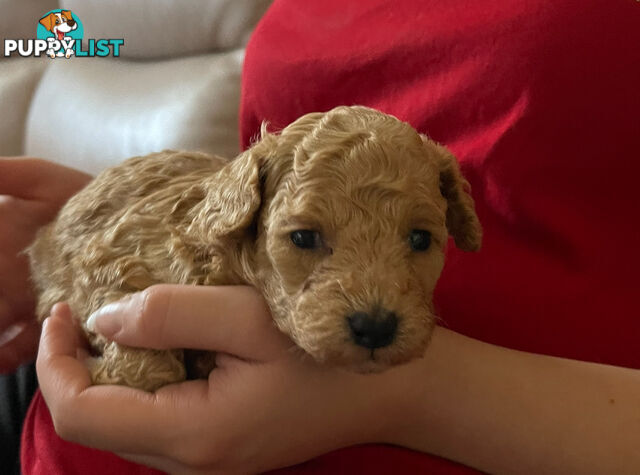 Purebred toy poodle puppies