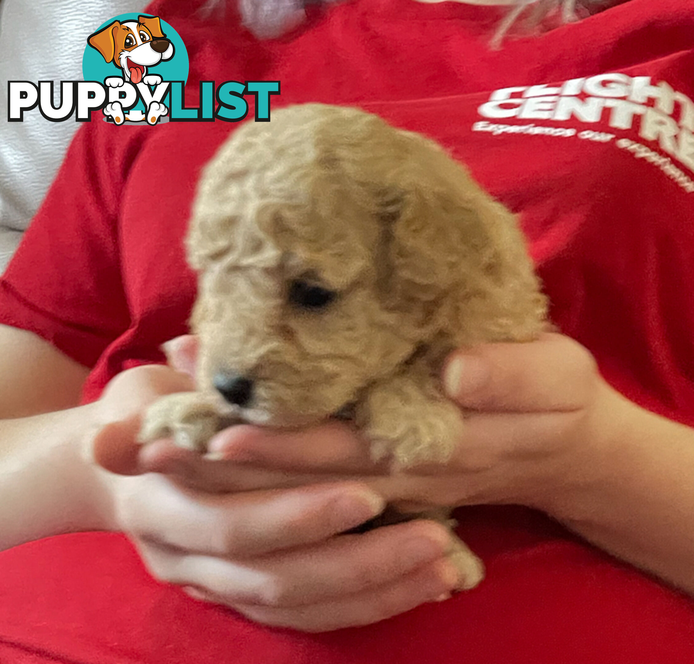 Purebred toy poodle puppies