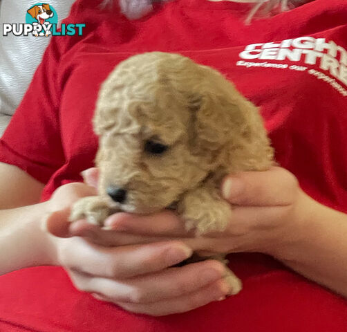 Purebred toy poodle puppies