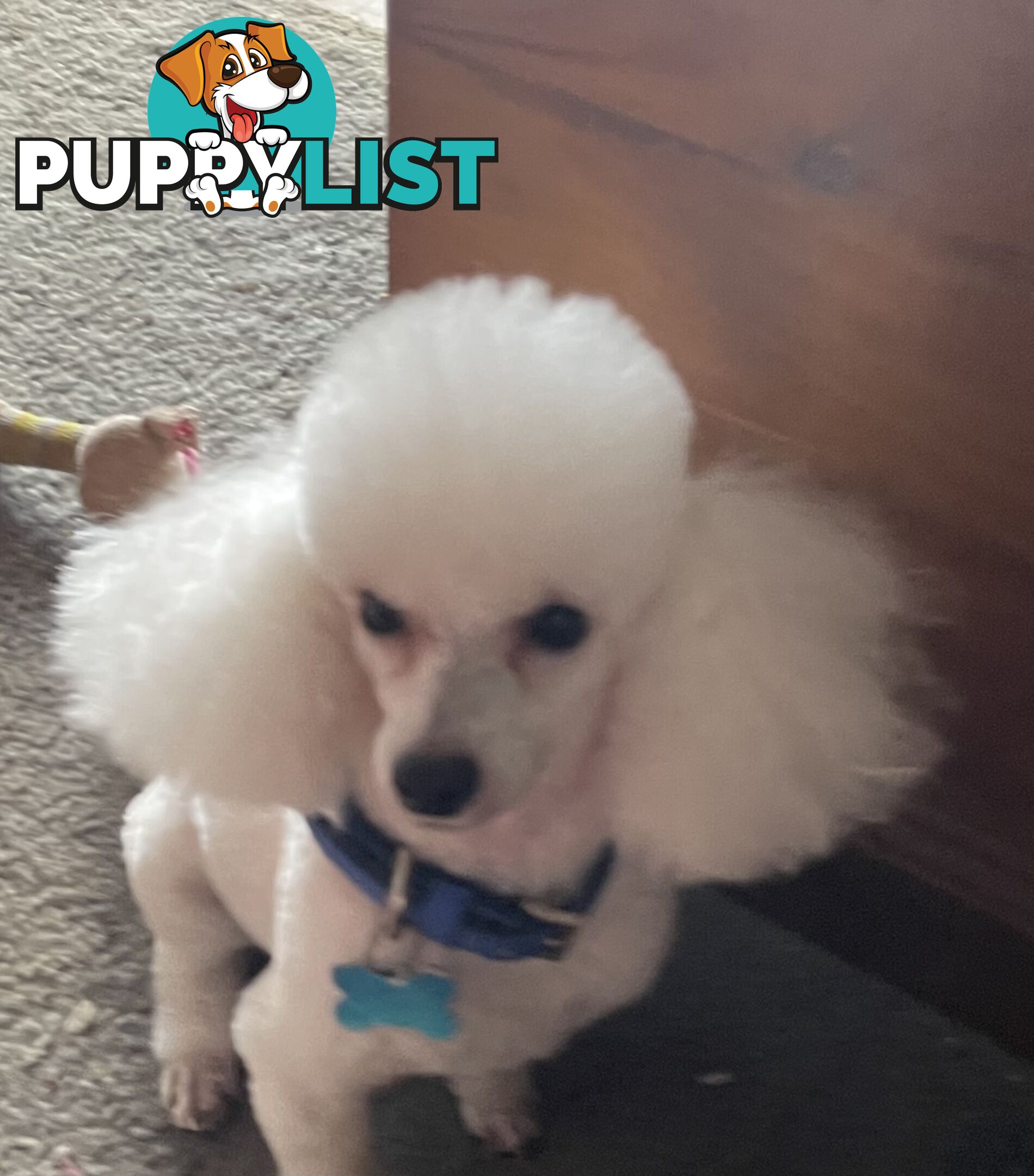 Purebred toy poodle puppies