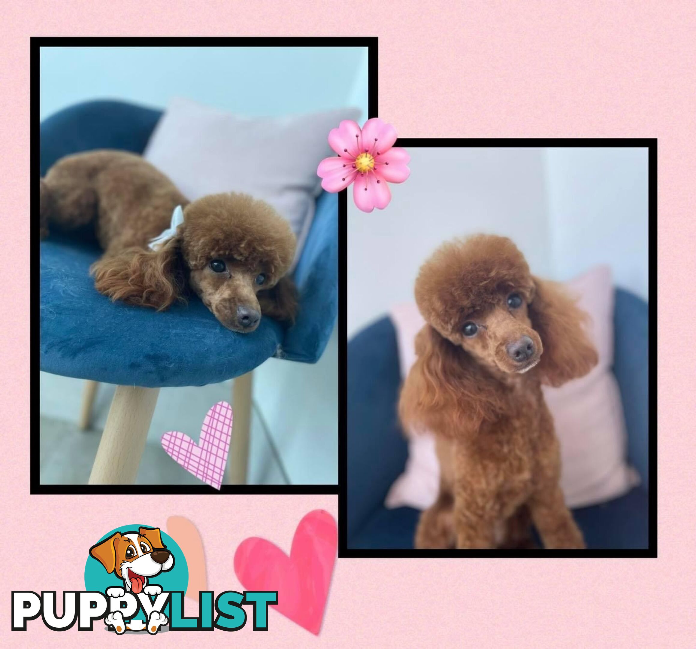 Purebred toy poodle puppies