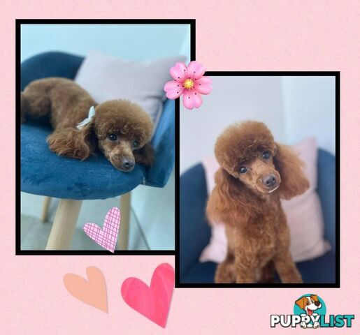 Purebred toy poodle puppies