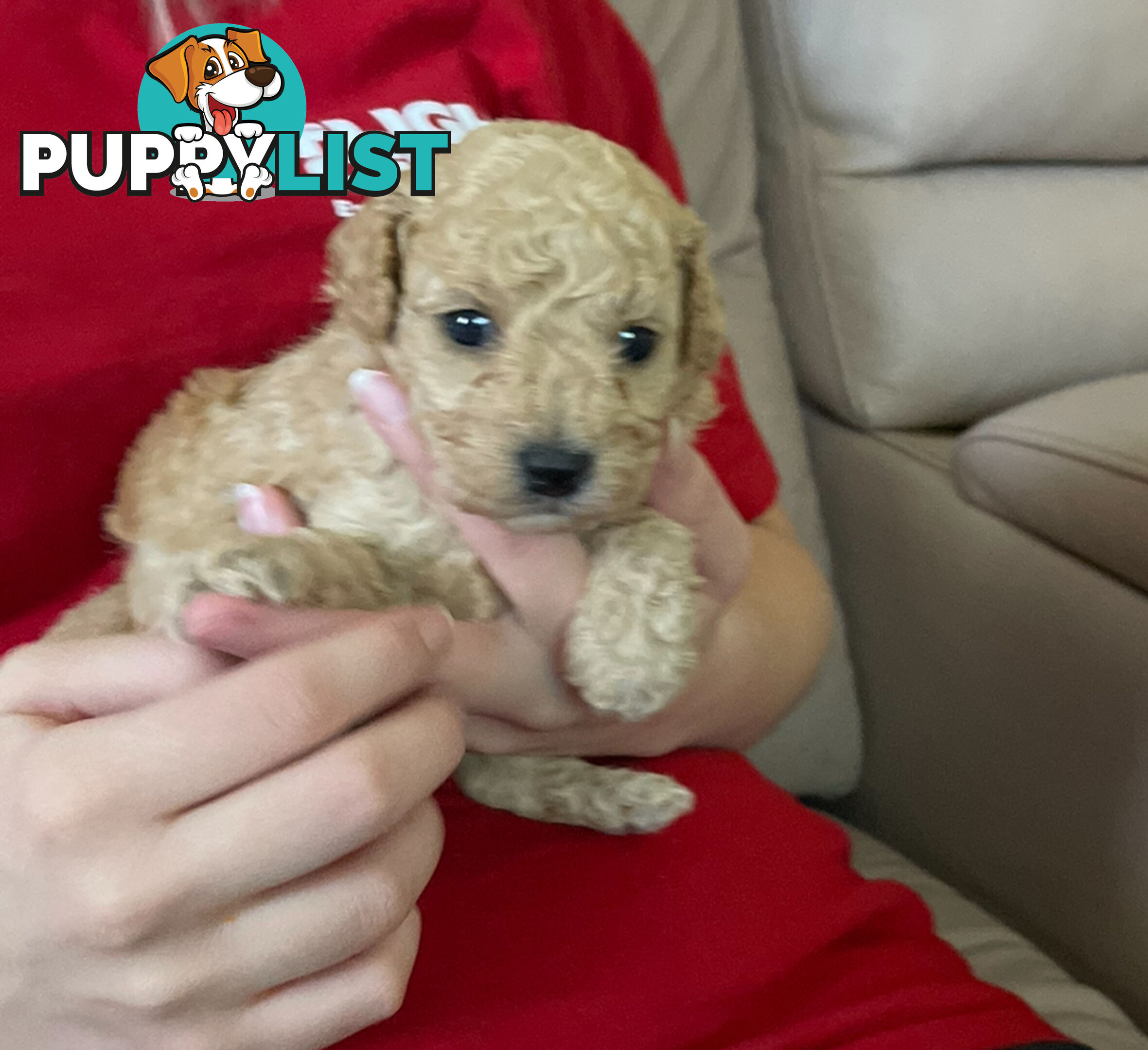 Purebred toy poodle puppies