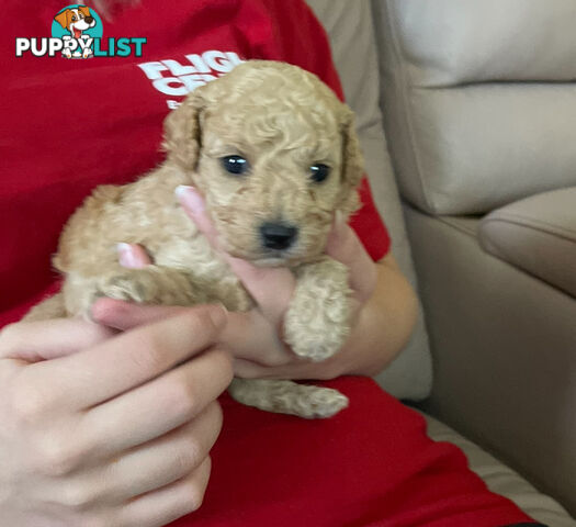 Purebred toy poodle puppies