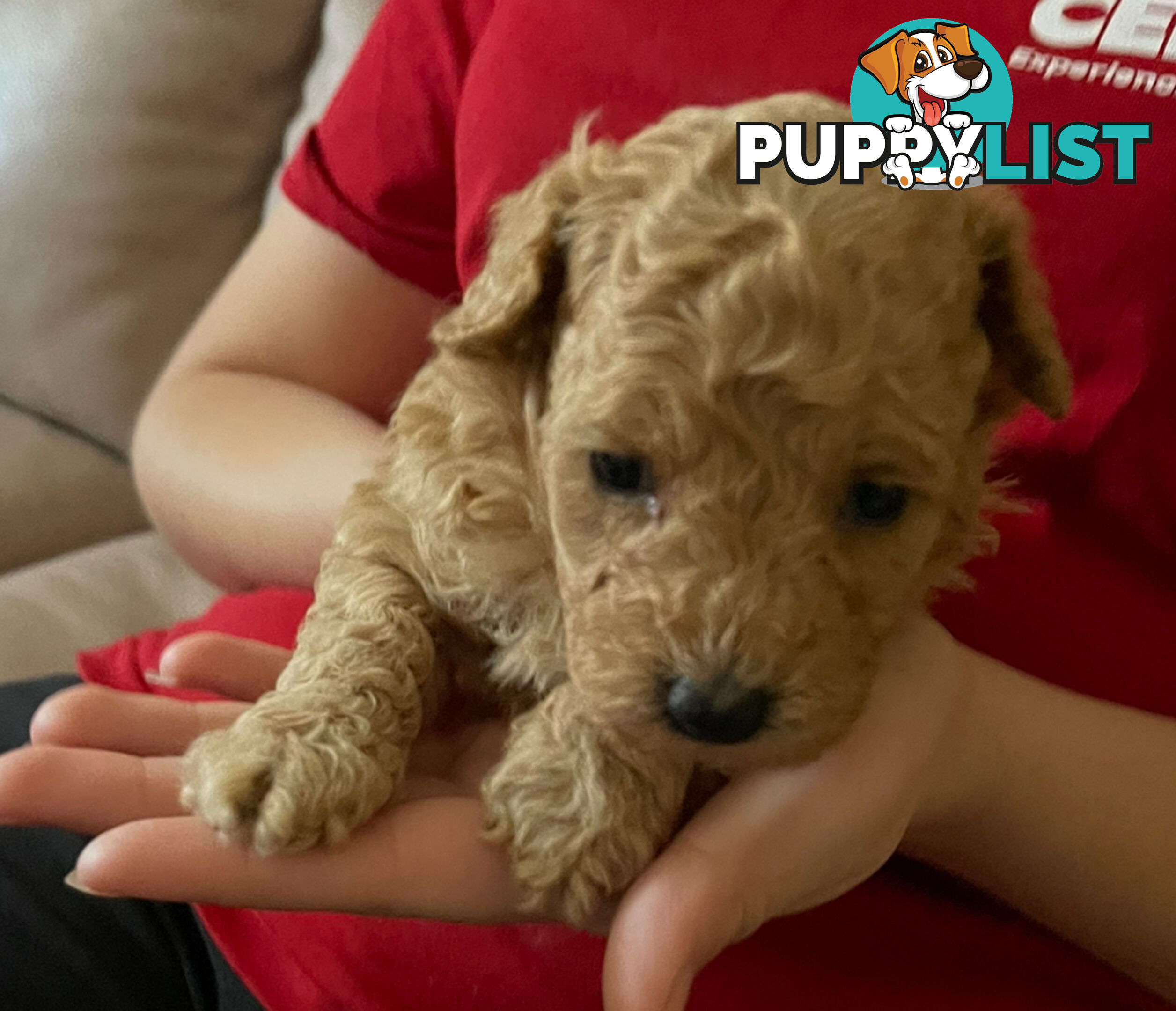 Purebred toy poodle puppies