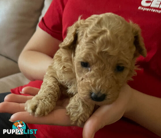 Purebred toy poodle puppies