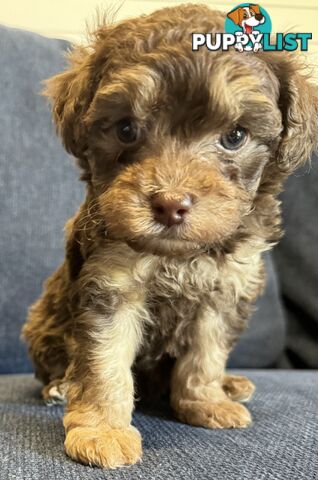 Poodle x Maltese puppies