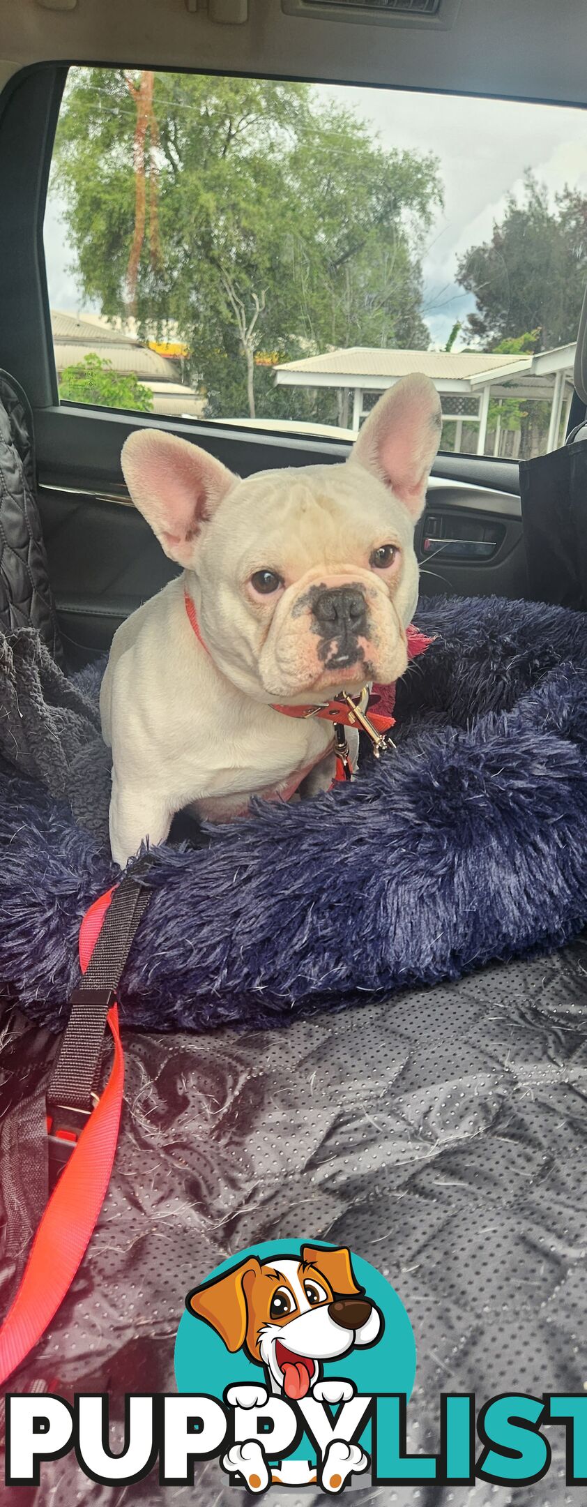 French Bulldog Regrettable sale