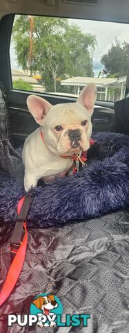 French Bulldog Regrettable sale