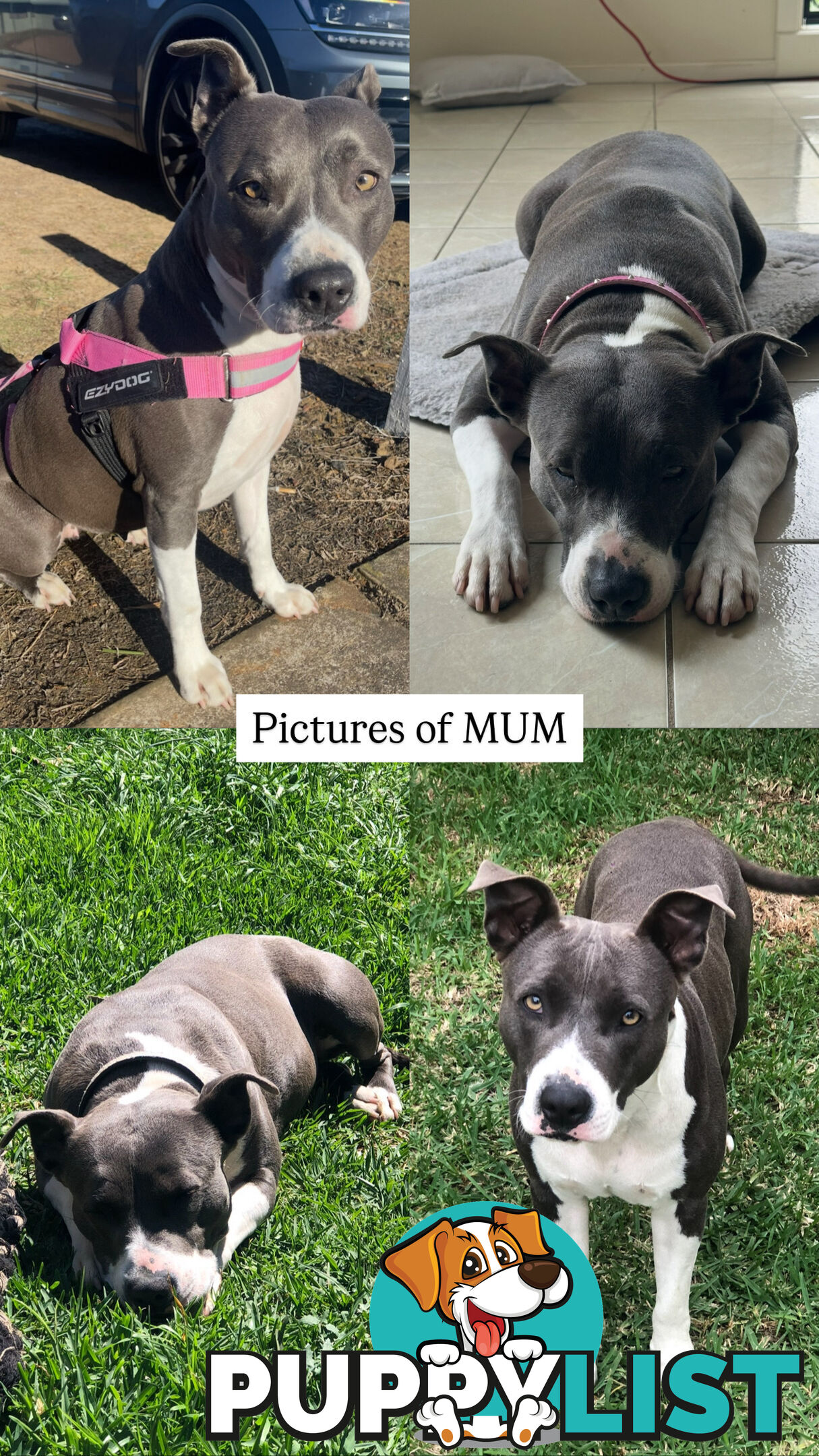 American Staffy X Puppies