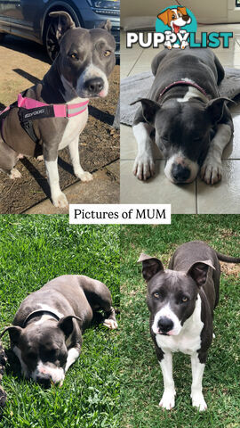 American Staffy X Puppies