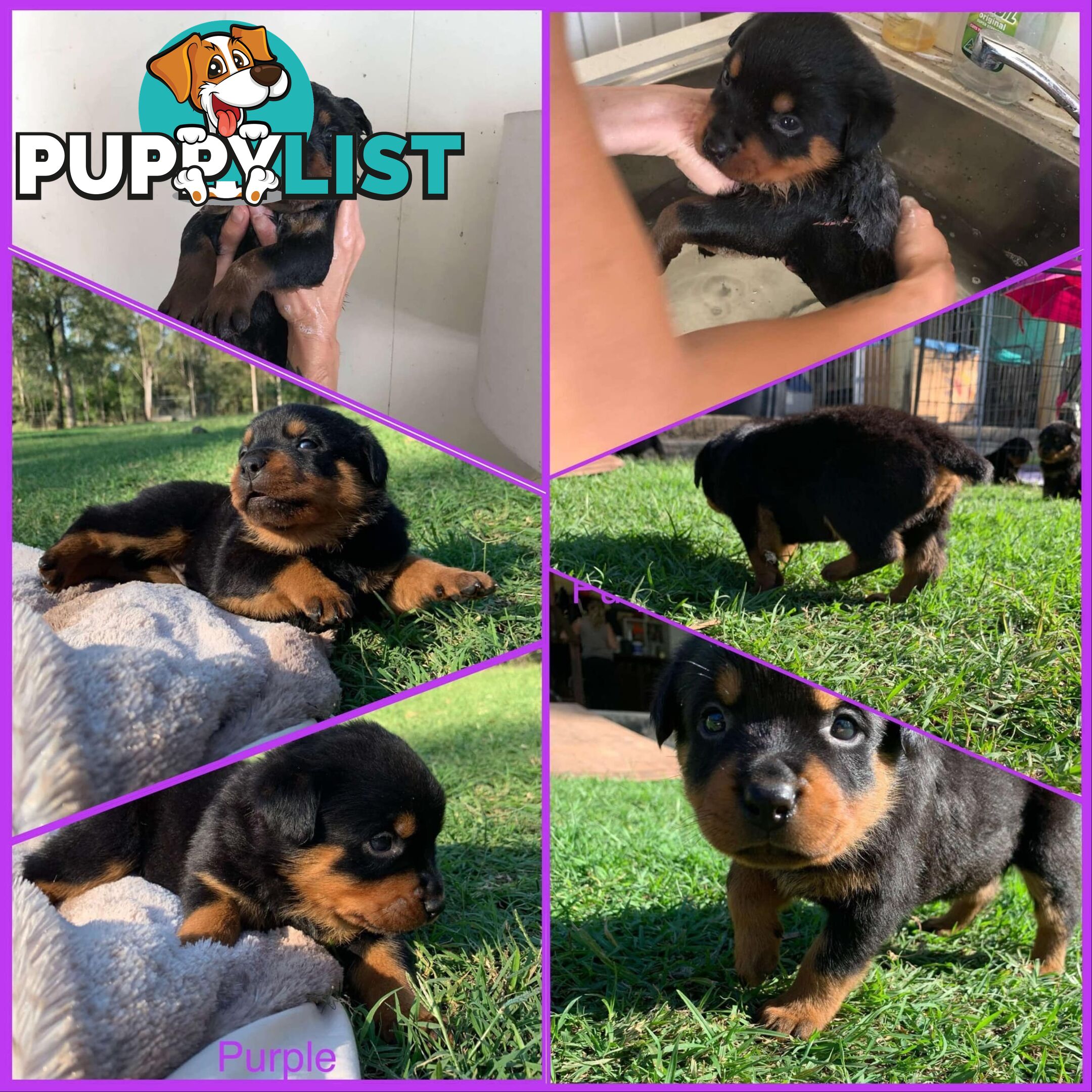 Dallmahs Rottweilers puppies