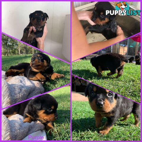 Dallmahs Rottweilers puppies
