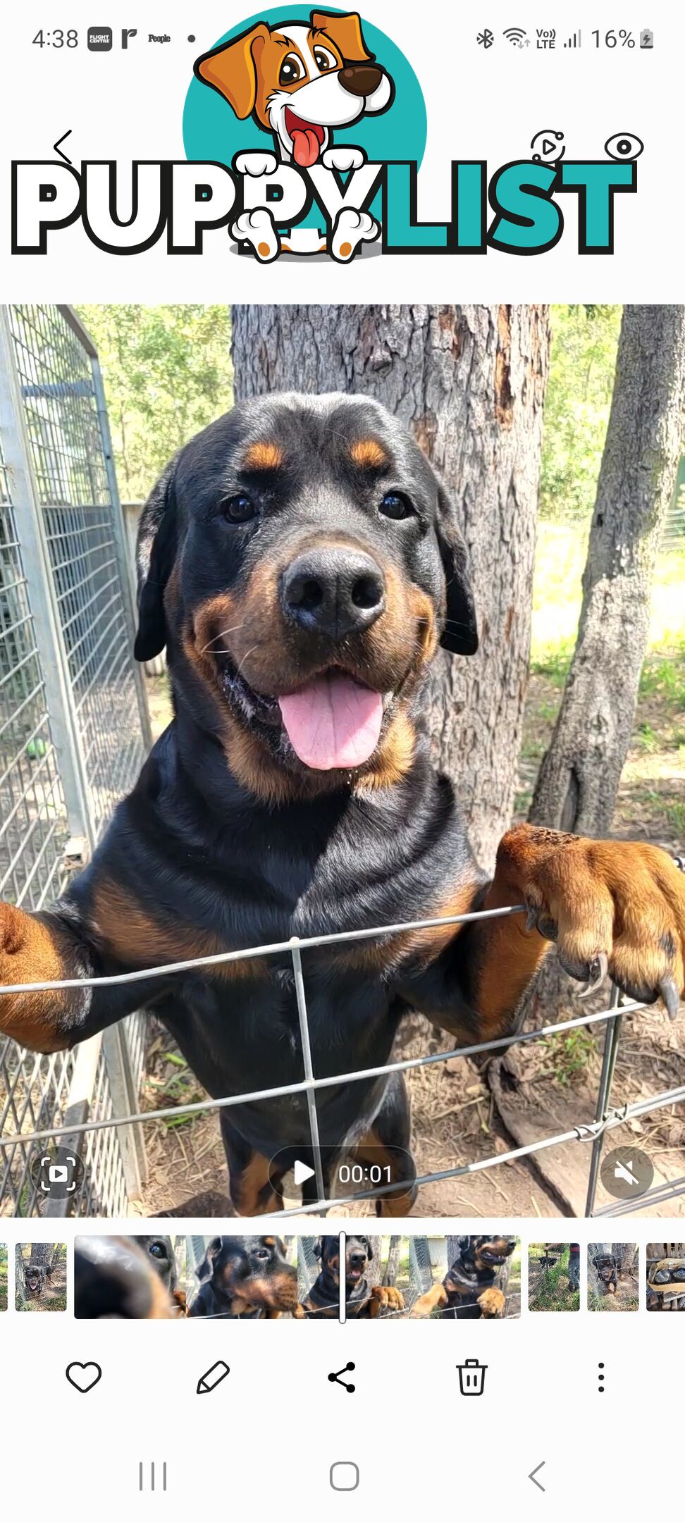Dallmahs Rottweilers puppies