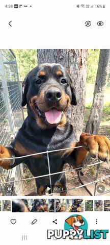 Dallmahs Rottweilers puppies