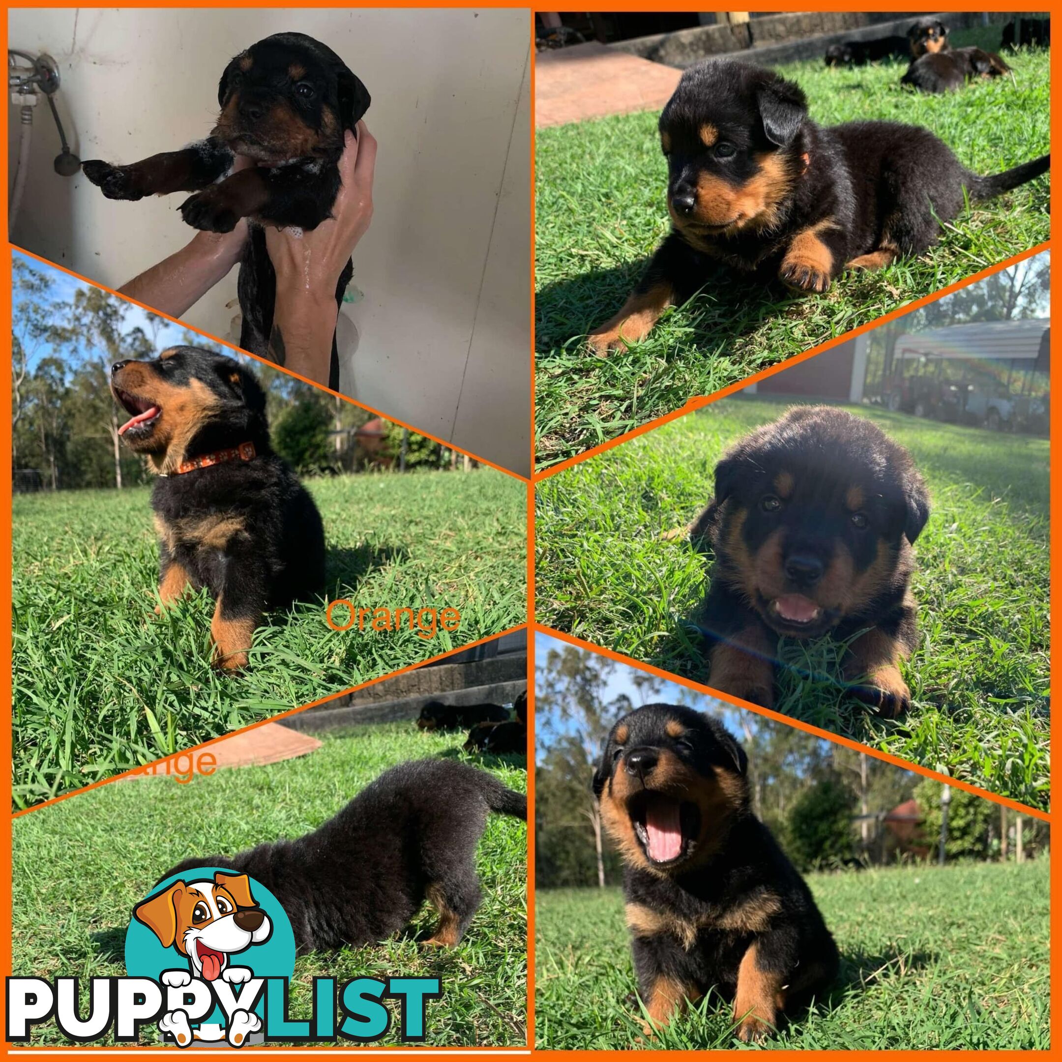 Dallmahs Rottweilers puppies