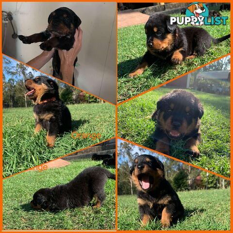 Dallmahs Rottweilers puppies