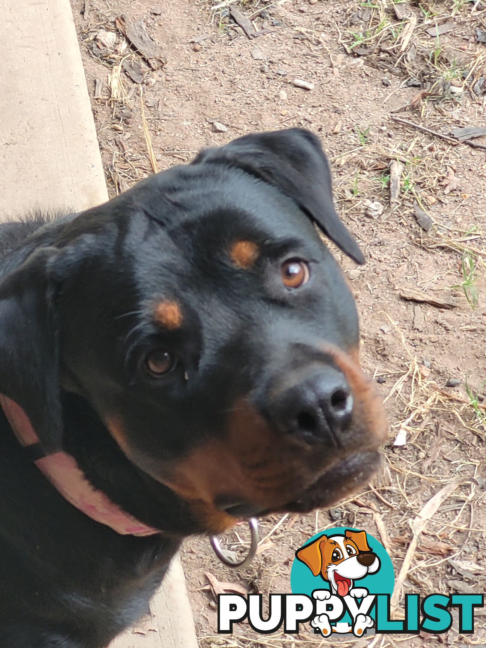 Dallmahs Rottweilers puppies