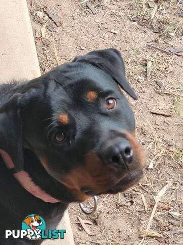 Dallmahs Rottweilers puppies