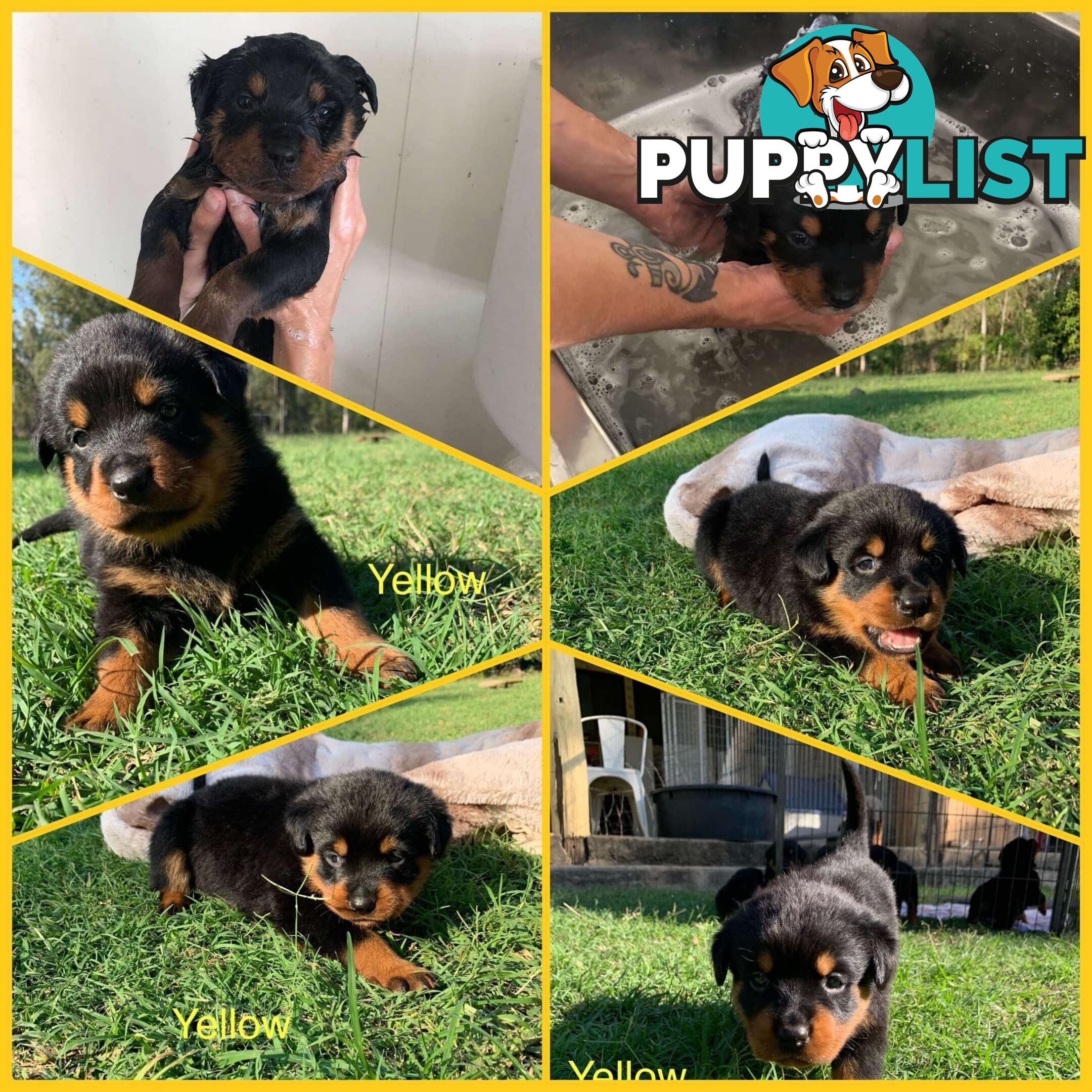 Dallmahs Rottweilers puppies