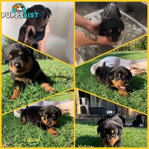 Dallmahs Rottweilers puppies