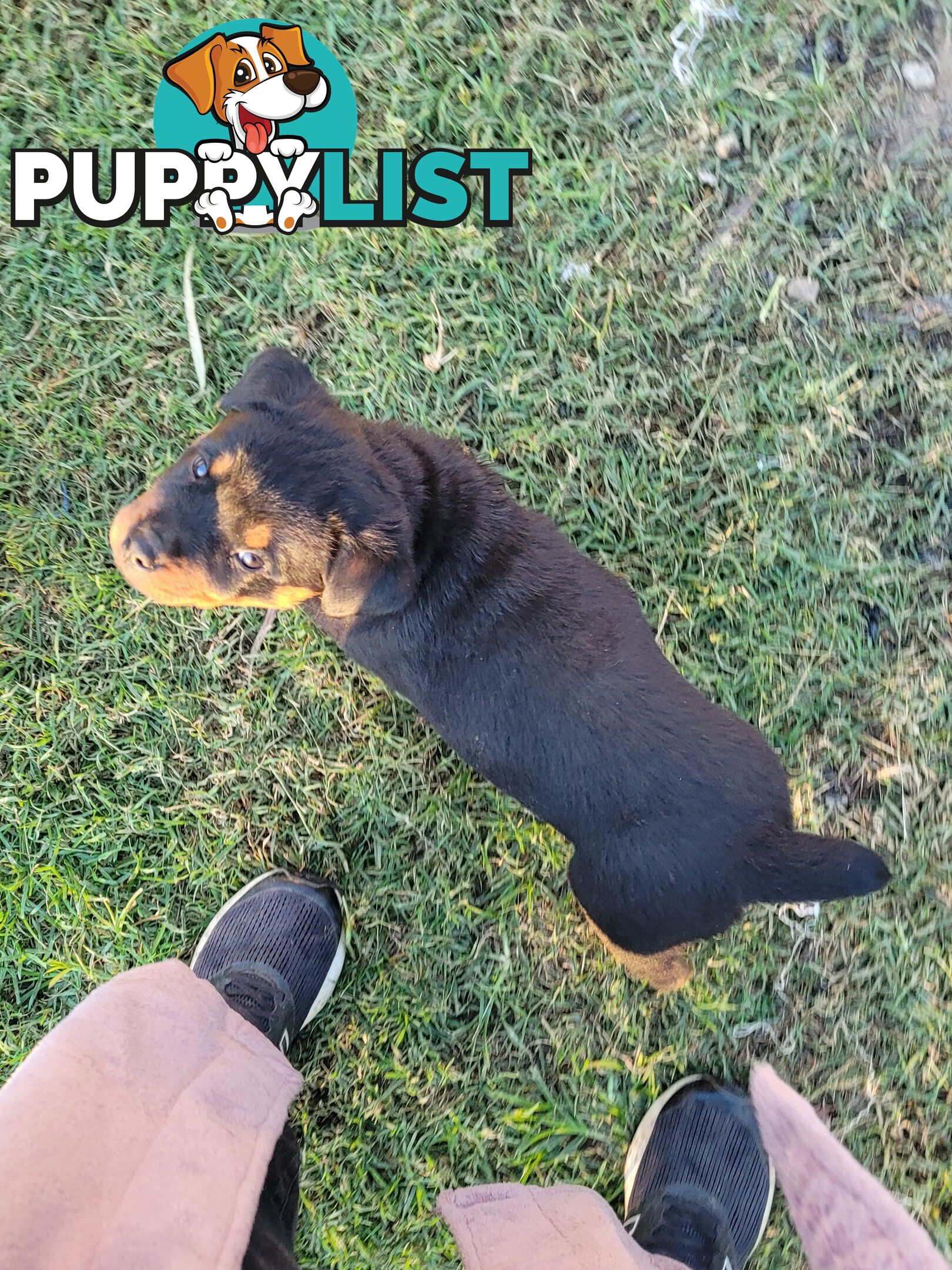 Dallmahs Rottweilers puppies