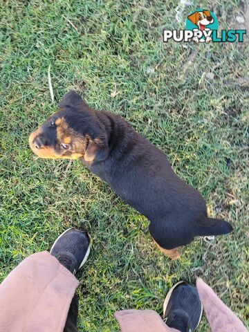 Dallmahs Rottweilers puppies
