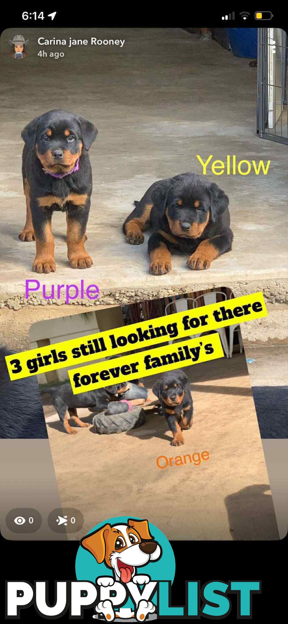 Dallmahs Rottweilers puppies