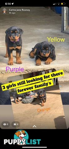 Dallmahs Rottweilers puppies