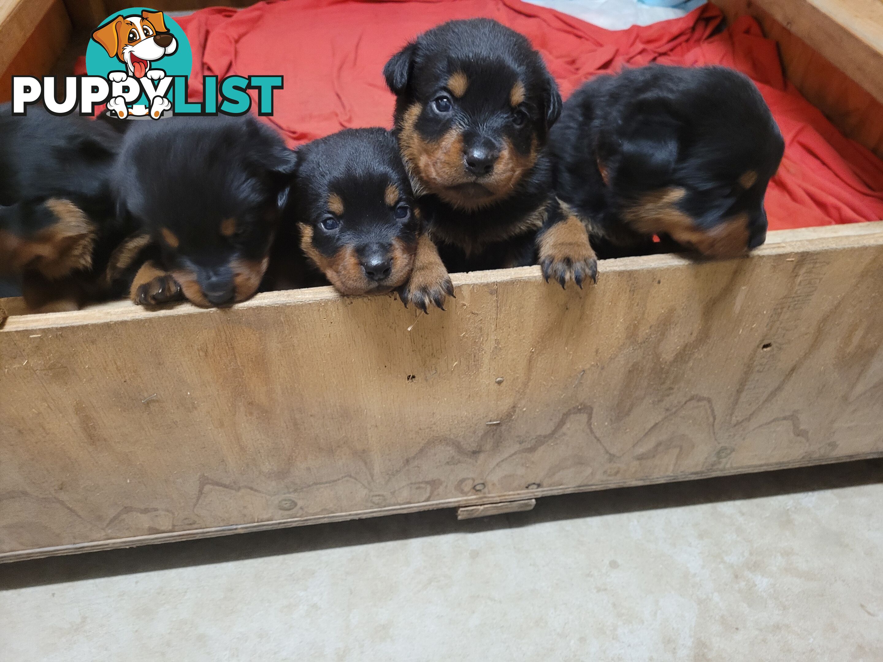 Dallmahs Rottweilers puppies