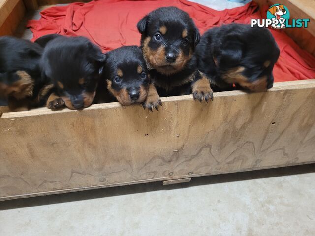 Dallmahs Rottweilers puppies