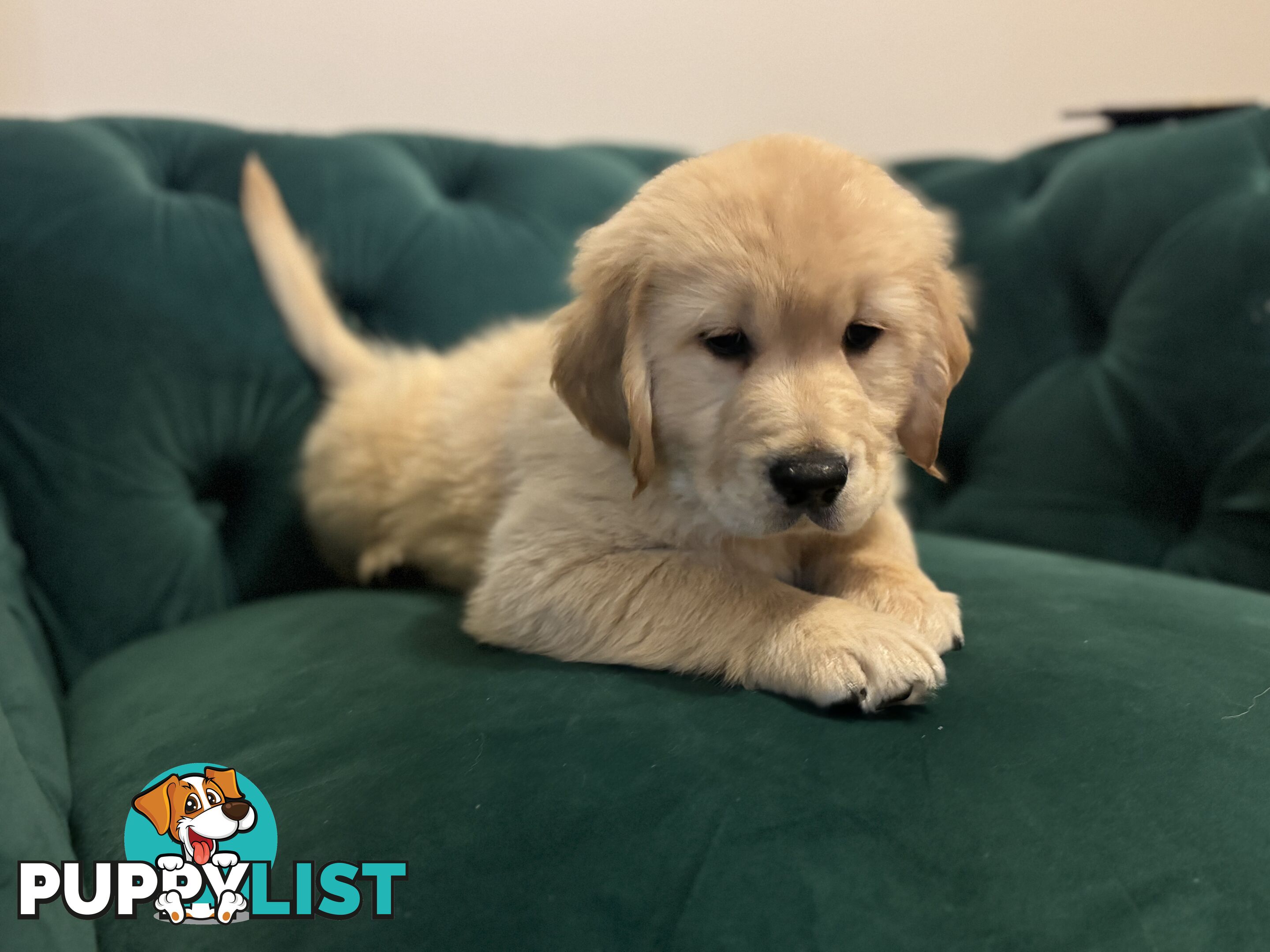 Purebred Golden Retriever Puppies