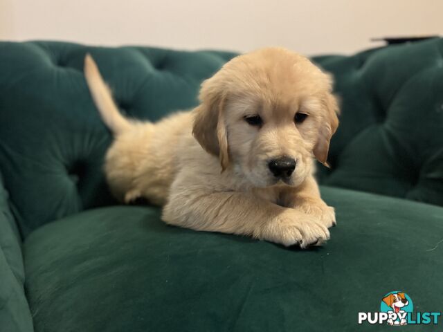 Purebred Golden Retriever Puppies