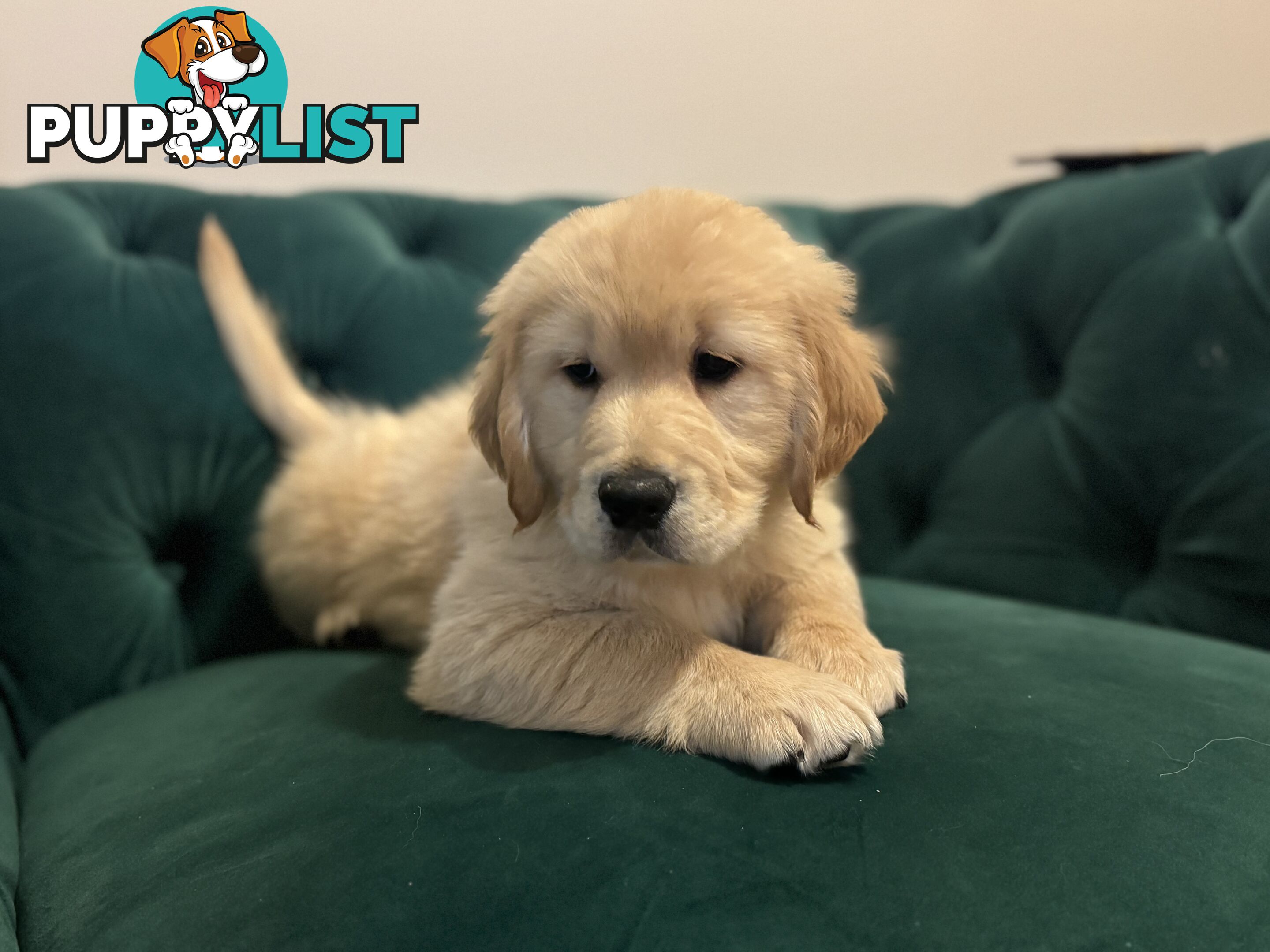 Purebred Golden Retriever Puppies