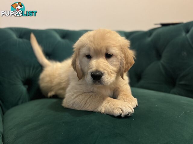 Purebred Golden Retriever Puppies