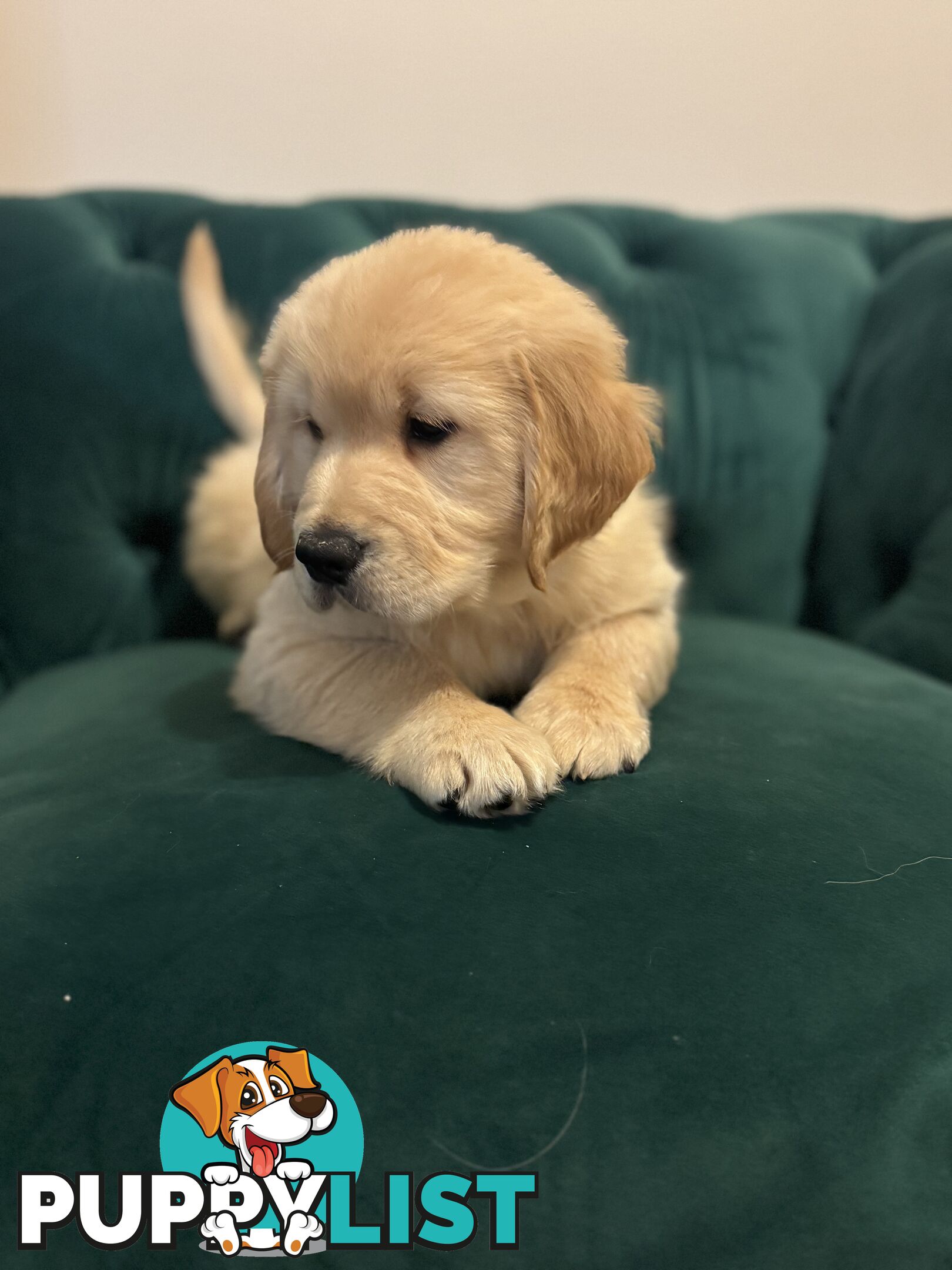 Purebred Golden Retriever Puppies